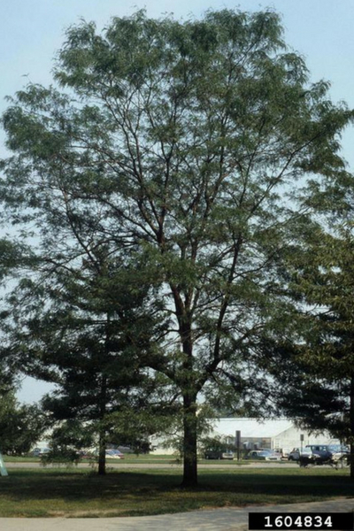 Photo of Honeylocust tree from John Ruter, University of Georgia, Bugwood.org
