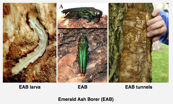 Collage of EAB adult, larvae and tree damage. 