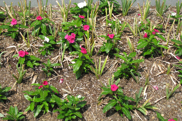 Leave Foliage on Spring Flowering Bulbs, Nebraska Extension Acreage Insights - June 2017, http://acreage.unl.edu/enews-june-2017