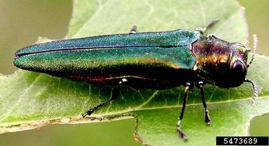 Adult emerald ash borer beetle. 