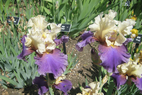 Plant of the Month - Bearded Iris, Nebraska Extension Acreage Insights April 2017. http://acreage.unl.edu/enews-april-2017