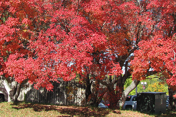 Why Leaves Change Color, Nebraska Extension Acreage Insights October 2017. http://acreage.unl.edu/why-leaves-change-color