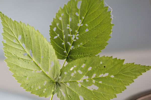 Image of roseslug sawfly damage on raspberry leaves. 
