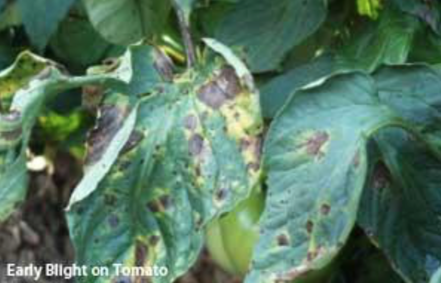 early blight on tomato