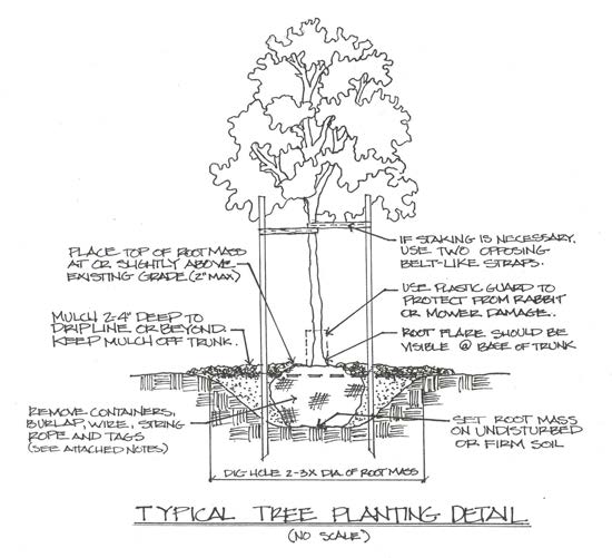 diagram of spring tree planting