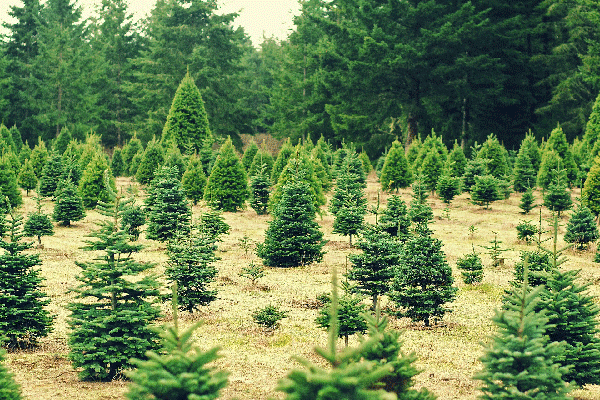 Choose a Local Christmas Tree, Acreage Insights - December 2017, http://communityenvironment.unl.edu/choose-local-christmas-tree