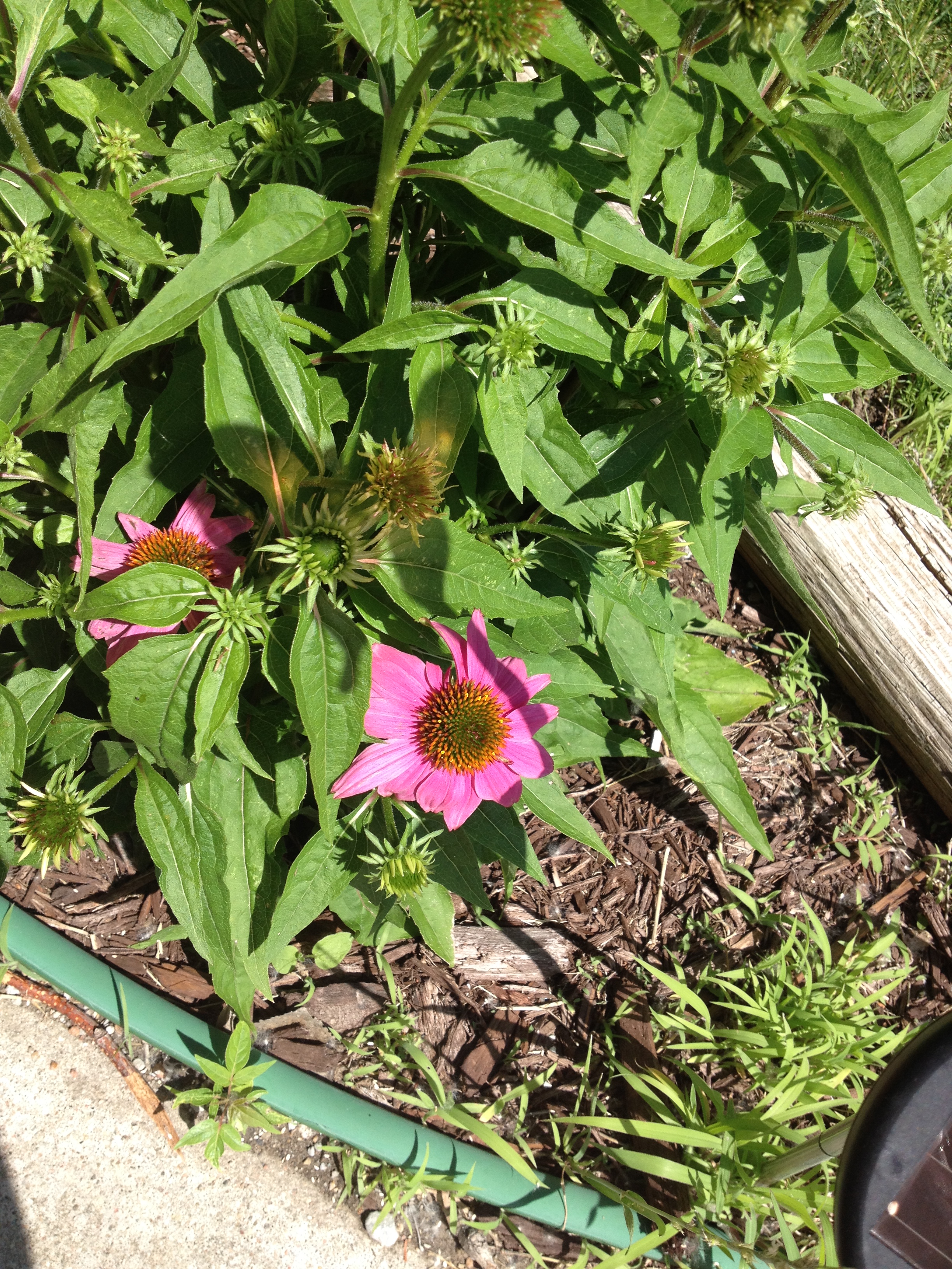 purple coneflower pow wow