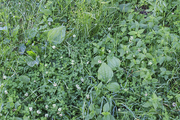 Image of grassy and broadleaf weeds in a lawn. 