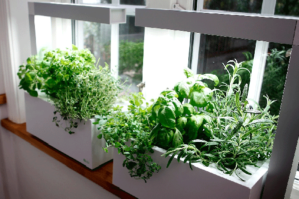 Growing Herbs Indoors, Nebraska Extension Acreage Insights for February 2018, http://communityenvironment.unl.edu/growing-herbs-indoors