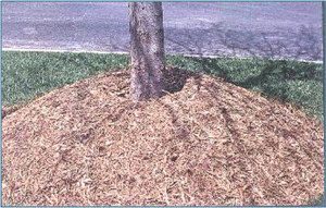 Excessive mulch around tree