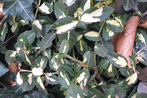 Evergreens, especially those with variegated leaves like this Euonymus, add interest to the winter landscape. 