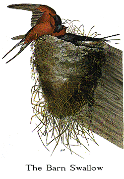 Barn Swallow Nest Drawing