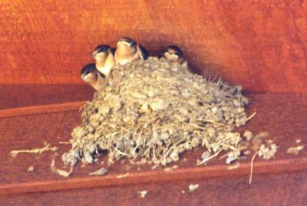 Barn Swallow Nest in eaves