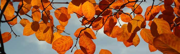 Photo of serviceberry leaves in fall