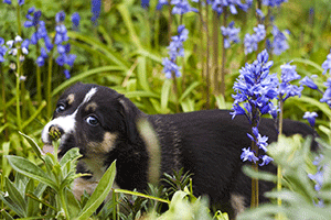 A dog in a field of flowers.