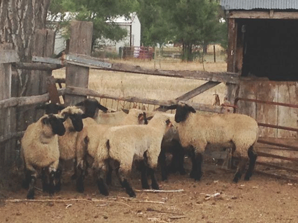 No Kidding - Goats Becoming More Popular in Nebraska, Acreage Insights for November 2017, http://acreage.unl.edu/no-kidding