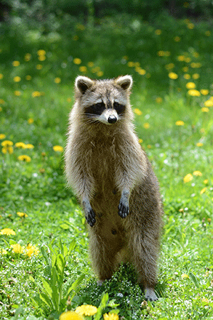 A raccoon standing in a field.