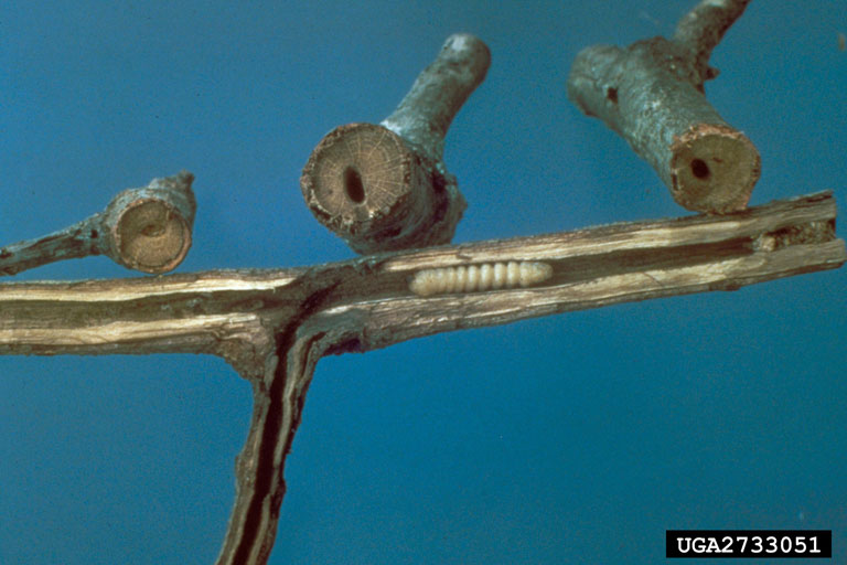 Image of twig pruner larva and damage. 