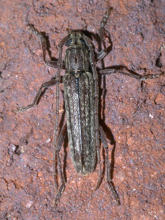 Image of twig girdler adult beetle. 