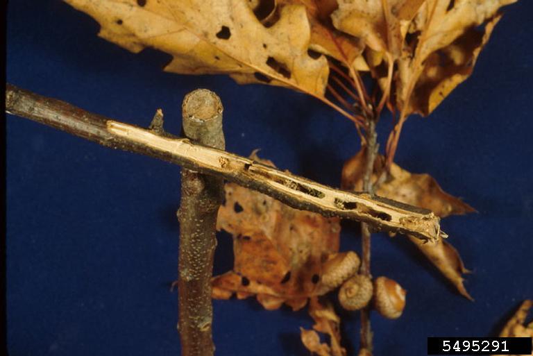 Image of twig pruner larva tunneling. 