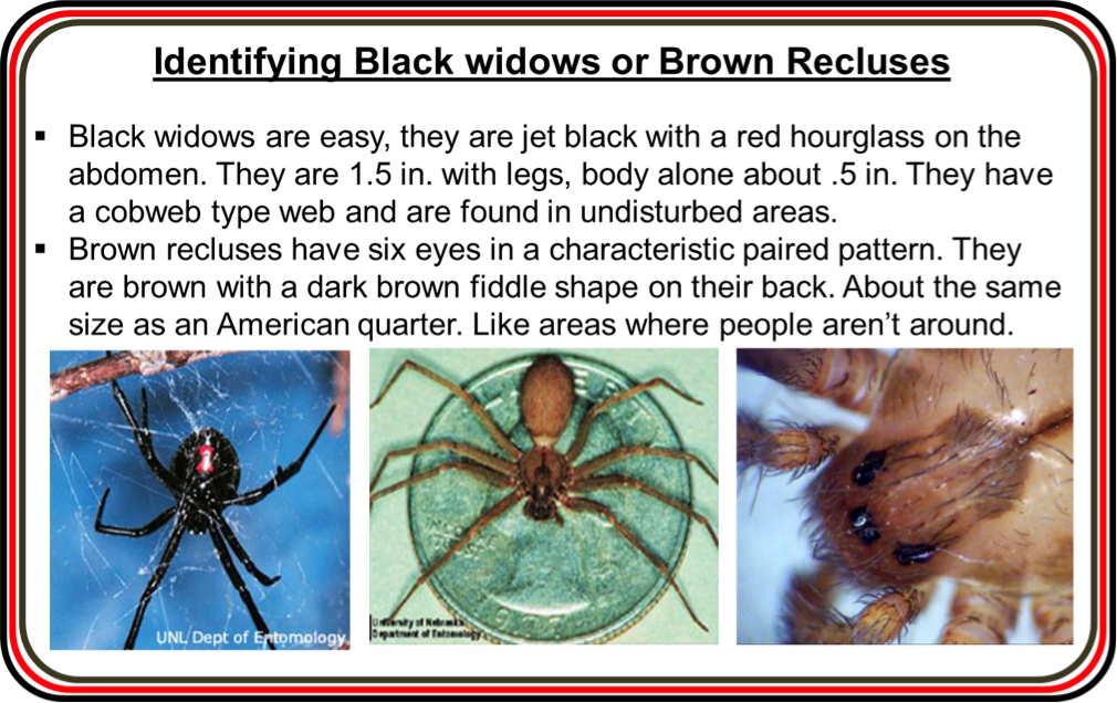 Identification of brown recluse and black widow spiders. 