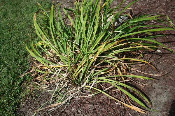 Daylily Aphids Appearing Earlier This Year | Community Environment ...