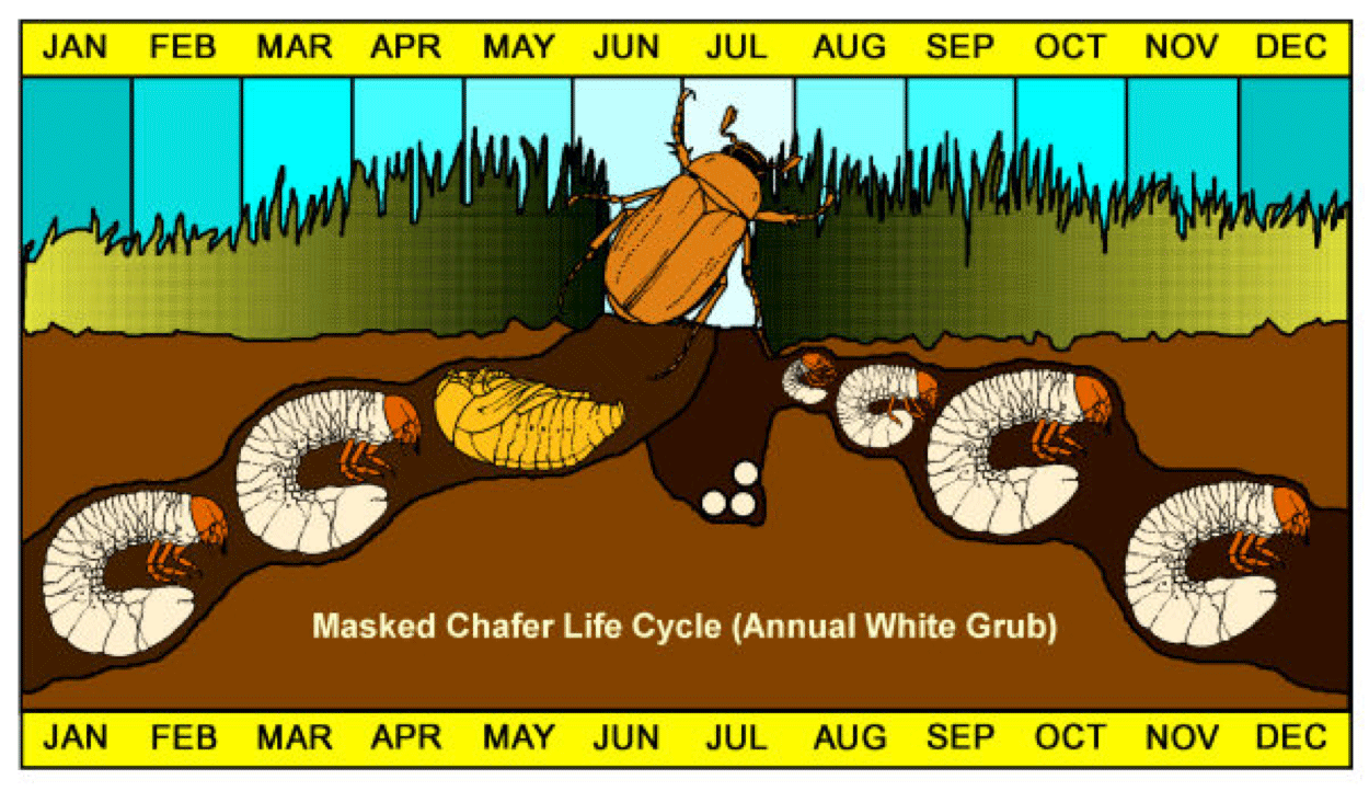 An infographic showing the life cycle of a white grubs.