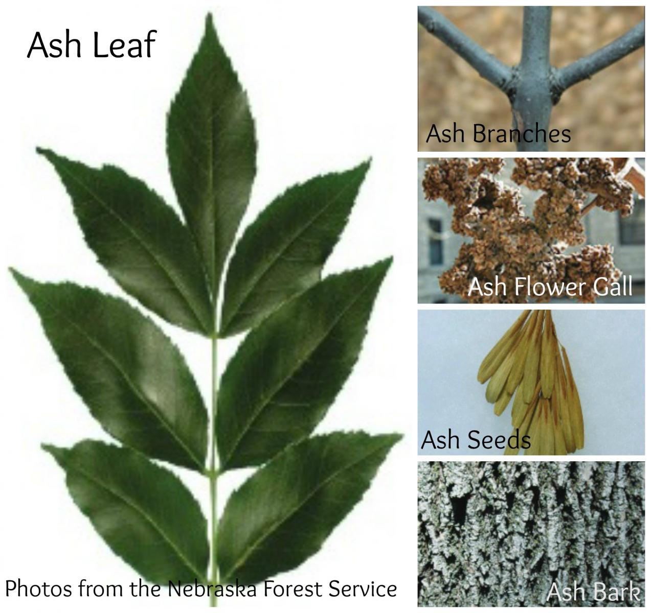 ash trees | horticulture, landscape, and environmental systems