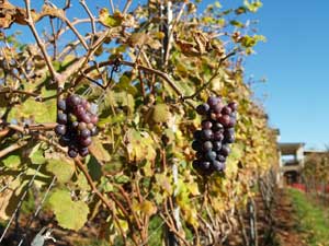 Vineyard in fall. 