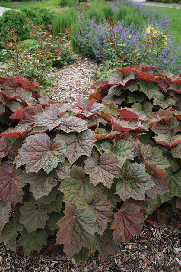 A leafy bush.
