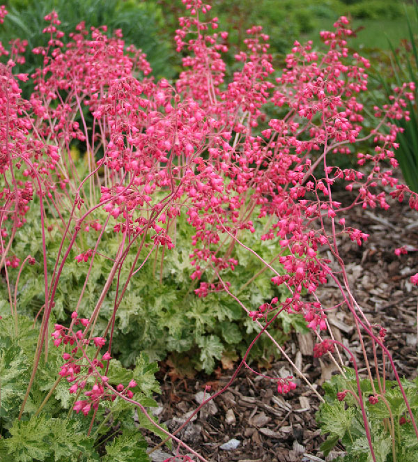 Coralbells adjust to changes in sunlight better than many other plants.