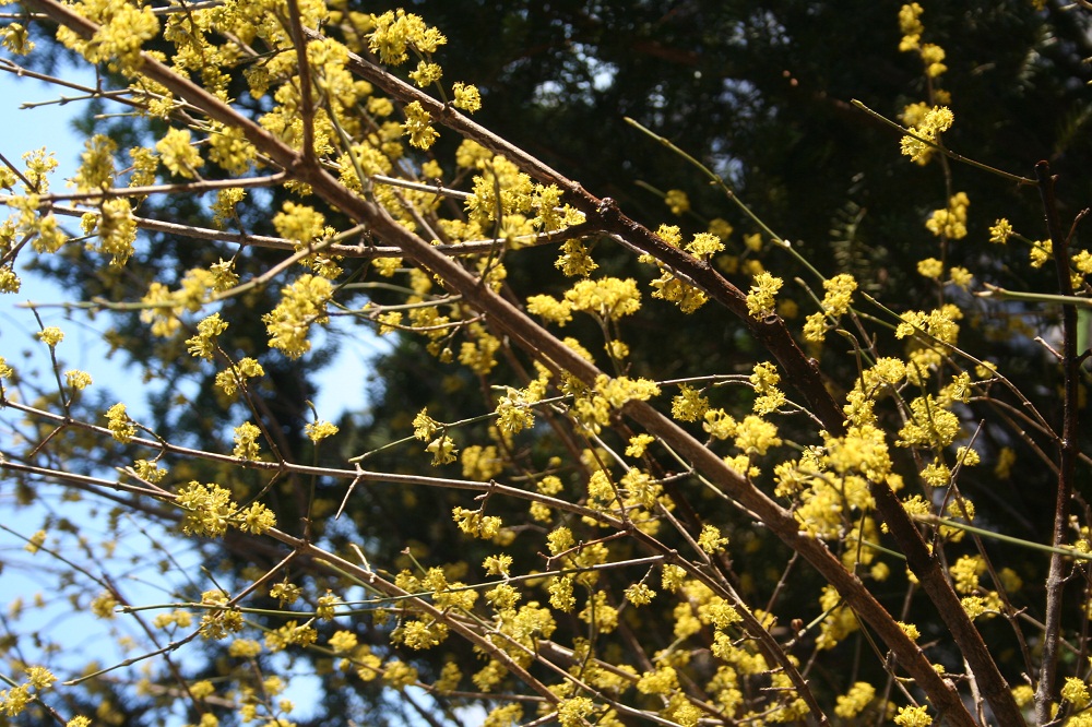 Blossoms of Kousa dogwood.