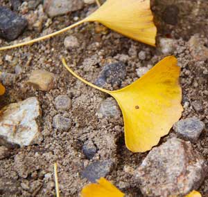 Image of soil and gingko leaves