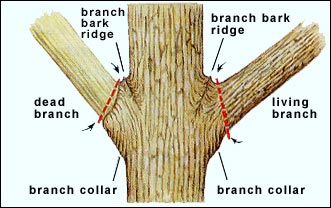 How to cut a branch