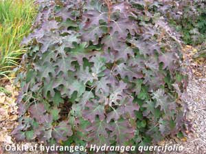 Oakleaf hydrangea