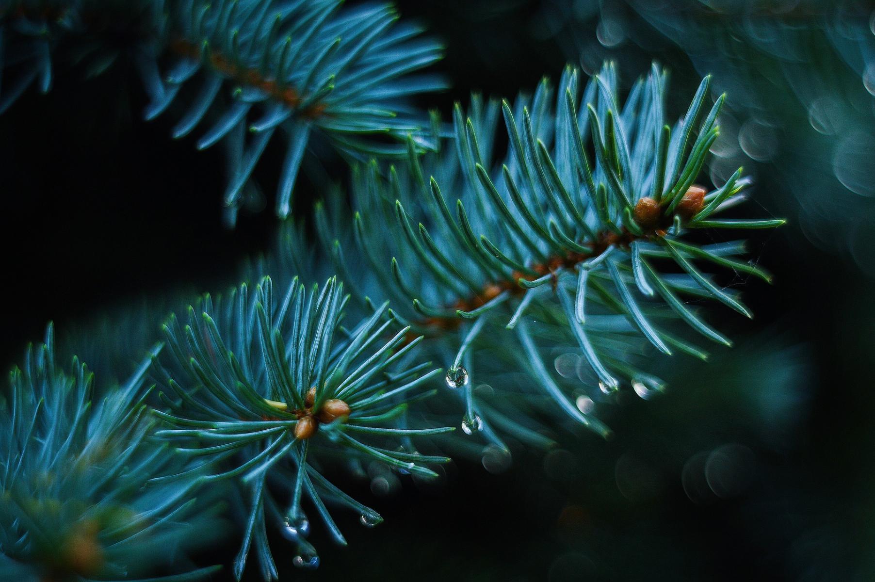 Image of spruce foliage 