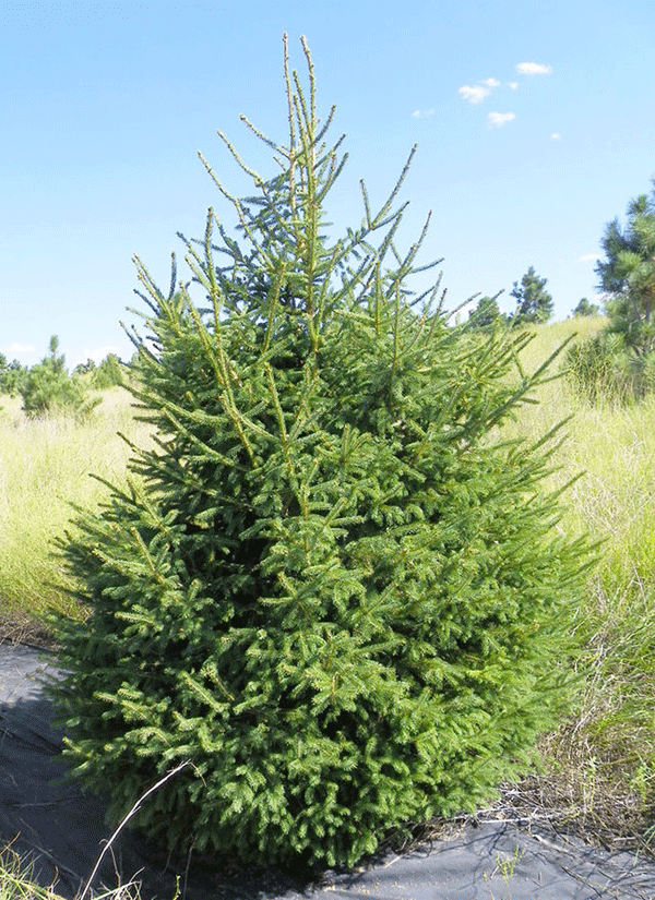 Black Hills Spruce, Acreage Insights - December 2017, http://communityenvironment.unl.edu/plant-month-black-hills-spruce