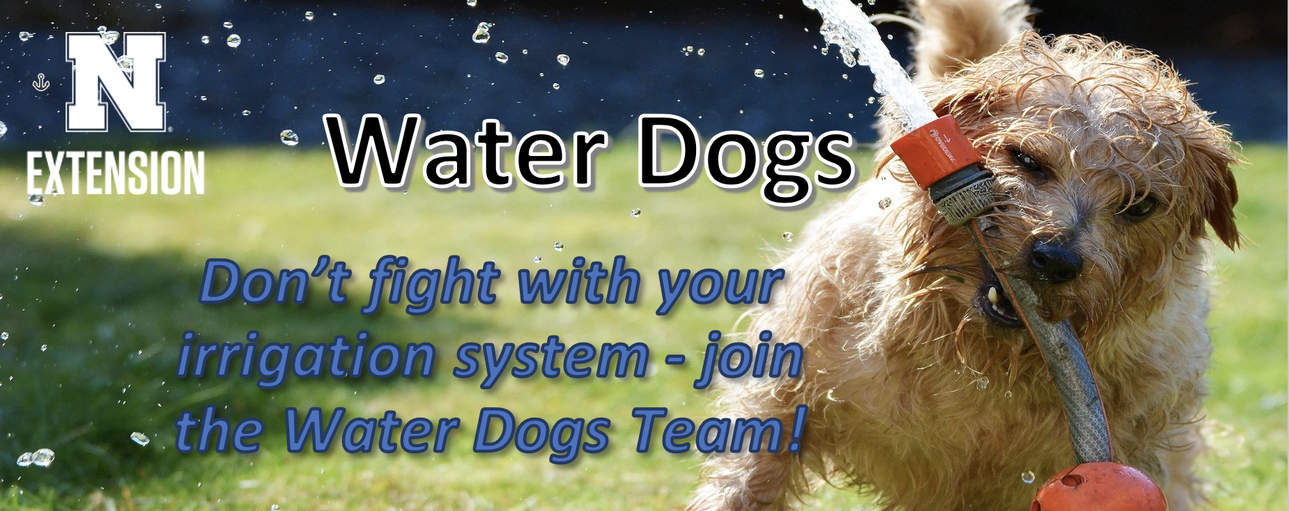 Water dogs program image. 