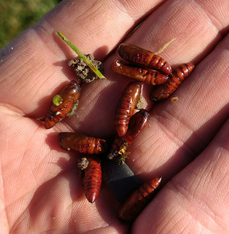 Fall armyworm pupal cases. Image by Gerald Bruning. 