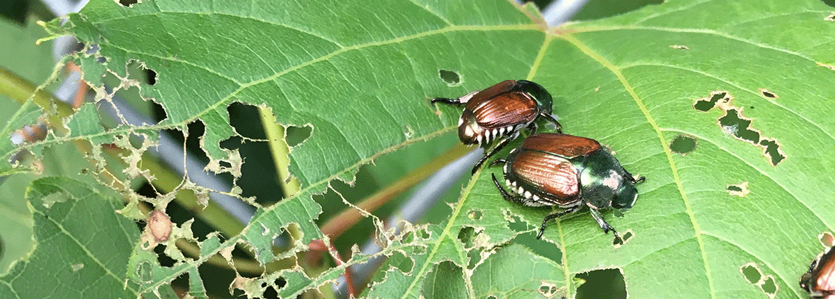 Image of Japanese beetles and their damage to perennial hibiscus foliage. 