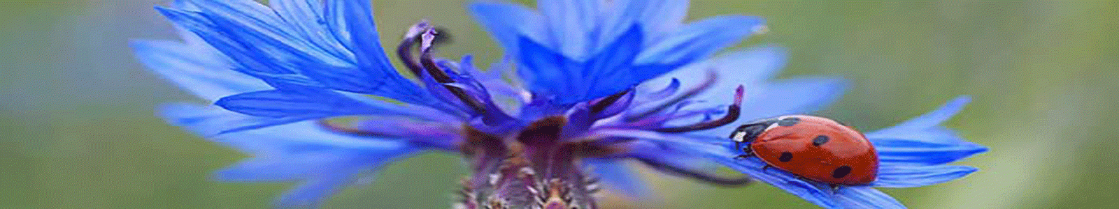Image of a ladybug on a blue cornflower. 